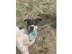 Adopt Rafiki a Hound (Unknown Type) dog in Dickson, TN (35543359)