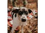 Adopt Ziva a Hound (Unknown Type) dog in Dickson, TN (35543358)