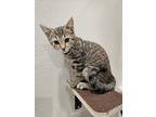 Adopt Cuatro a Calico (long coat) cat in Dallas, TX (38068611)