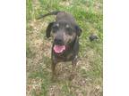 Adopt Hans a Labrador Retriever / Mixed dog in Batesville, AR (37478096)