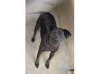 Adopt Laddie a Labrador Retriever / Mixed dog in Batesville, AR (37478098)