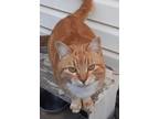 Adopt Wyland a Domestic Shorthair / Mixed (short coat) cat in Newnan