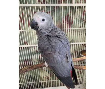 XZHBJKZB African Grey Parrots is a Grey Everything Else for Sale in East Saint Louis IL