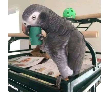 DAJGDUS African Grey Parrots is a Grey Everything Else for Sale in East Saint Louis IL