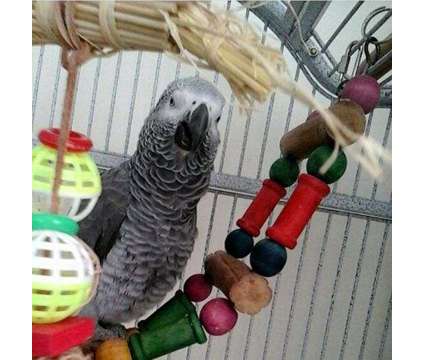 KSDHSU African Grey Parrots is a Grey Everything Else for Sale in Punta Gorda FL