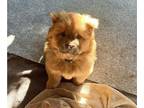 Chow Chow PUPPY FOR SALE ADN-754421 - 3 chow chows pups