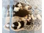 Australian Shepherd PUPPY FOR SALE ADN-754405 - Beauregards and Bridgets Pups