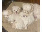 Maltese PUPPY FOR SALE ADN-754119 - What one will be your new best friend
