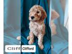 Goldendoodle PUPPY FOR SALE ADN-754255 - Coco Chanels Goldendoodle litter