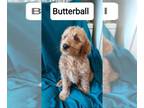 Goldendoodle PUPPY FOR SALE ADN-754256 - Coco Chanels Goldendoodle litter