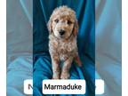 Goldendoodle PUPPY FOR SALE ADN-754257 - Coco Chanels Goldendoodle litter