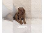 Goldendoodle PUPPY FOR SALE ADN-754258 - Coco Chanels Goldendoodle litter