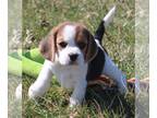 Beagle PUPPY FOR SALE ADN-754443 - AKC Champion Beagle Puppies
