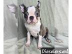 Boston Terrier PUPPY FOR SALE ADN-754337 - ONE LEFT EASTER SPECIAL