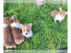 Pembroke Welsh Corgi PUPPY FOR SALE ADN-754232 - Corgi puppies DM safe adorable