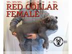 Cane Corso PUPPY FOR SALE ADN-754439 - AKC AND AKC GRAND CHAMPION BLOODLINE