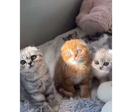 Scottish Fold Kittens is a Everything Else for Sale in Del Mar CA