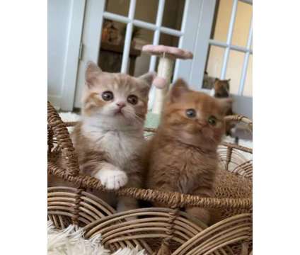 Lovely Scottish Fold Kittens is a Everything Else for Sale in Del Mar CA