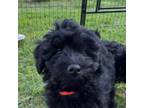 Orange collar Schnoodle