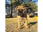 Bullmastiff Puppy for sale in Saint Francis, KS, USA