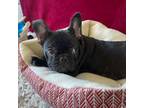 French Bulldog Puppy for sale in Cherry Hill, NJ, USA