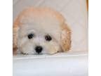 Poodle (Toy) Puppy for sale in Denver, CO, USA