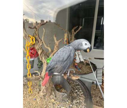 DLHJFS African Grey Parrots is a Grey Everything Else for Sale in Swedesboro NJ