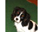 Cavalier King Charles Spaniel Puppy for sale in Vian, OK, USA