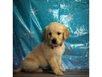 Golden Retriever Puppy for sale in Ocala, FL, USA