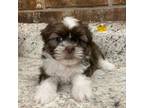 Shih Tzu Puppy for sale in Ville Platte, LA, USA