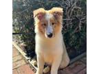 Shetland Sheepdog Puppy for sale in Oakley, CA, USA