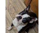 Boston Terrier Puppy for sale in Oakville, WA, USA