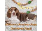 Beagle Puppy for sale in Norwood, MO, USA