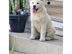 Akita Puppy for sale in San Bernardino, CA, USA