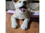 Akita Puppy for sale in San Bernardino, CA, USA
