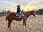 Nice AQHA Gelding