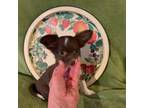 Chihuahua Puppy for sale in Sylva, NC, USA