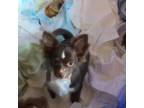 Chihuahua Puppy for sale in Sylva, NC, USA