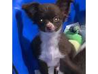 Spanky - Available - Ckc L/C