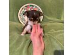 Chihuahua Puppy for sale in Sylva, NC, USA