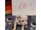 Dalmatian Puppy for sale in Webberville, MI, USA