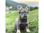 French Bulldog Puppy for sale in Guilford, IN, USA