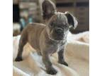 French Bulldog Puppy for sale in Guilford, IN, USA