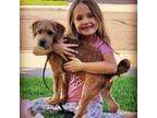 Basenji Puppy for sale in Spanish Fork, UT, USA