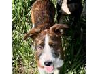 Brindle Basenji-Poo Pup!