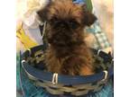 Brussels Griffon Puppy for sale in Powhatan, VA, USA