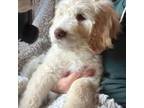 Goldendoodle Puppy for sale in Vancouver, WA, USA