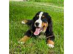 Bernese Mountain Dog Puppy for sale in Arlington, WA, USA