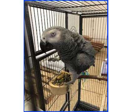 JDSHIKHD African Grey Parrots is a Grey Everything Else for Sale in Dehue WV