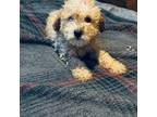 Mutt Puppy for sale in Grand Junction, CO, USA